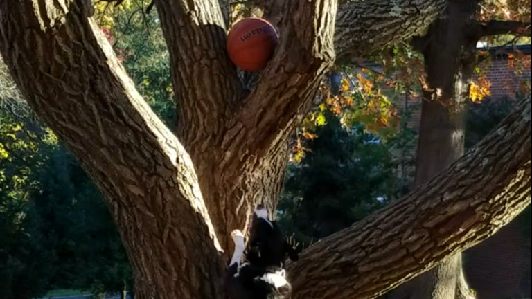 I Want that Ball